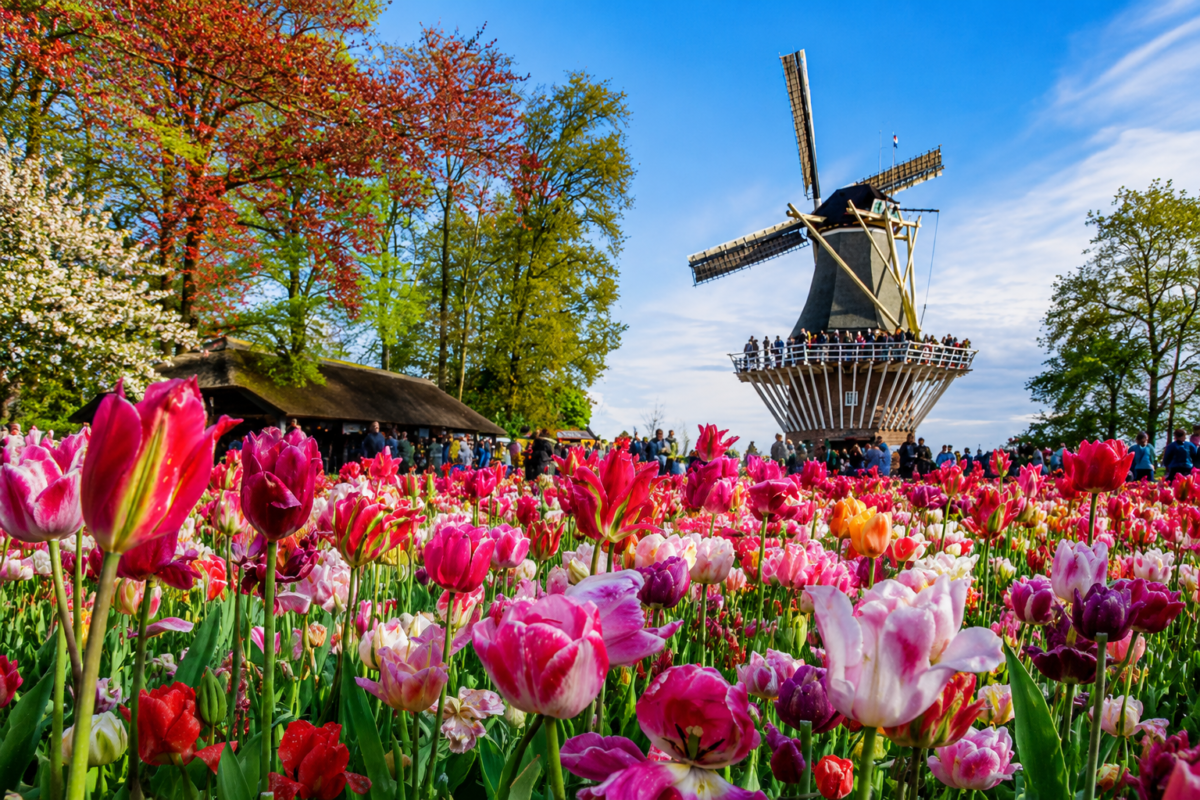 Keukenhof Lale Bahçeleri Turu